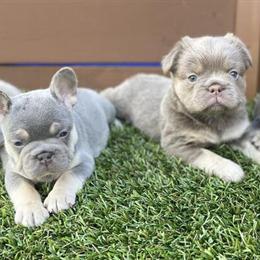 French Bulldog Puppies Available in Orlando, fl
