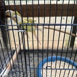 Moon Cheek Conure Parrot for $325 in Charlotte in Waxhaw, nc