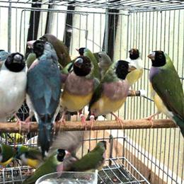 Gouldian Finch for Sale - $125 in Charlotte in Waxhaw, nc