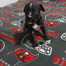 Boxer Puppies Available for Deposit in Tampa, fl
