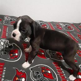 AKC Boxer Black & White Male Puppies in Tampa, fl