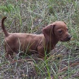 Miniature Dachshund Puppies for Adoption in Lakeland, fl