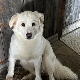 Australian Shepherd and Great Pyrenees Mix Sisters for Adoption in Woodruff, sc