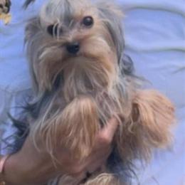 Teacup Yorkshire Terrier Stud Available in Starke, fl