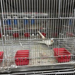 Princess of Wales parrot for adoption in Hialeah, fl