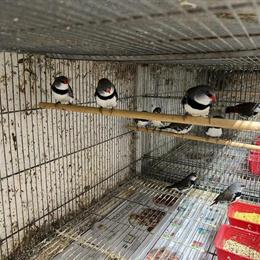 Sparrow Finch for Sale - Diamonds Variety in Hialeah, fl