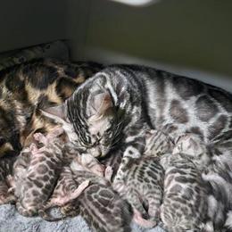 TICA Silver Bengal Kittens Available for Deposit in Howell, mi