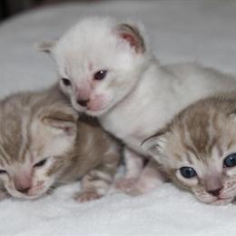 Snow Mink Bengal Kittens Available for Adoption in Howell, mi