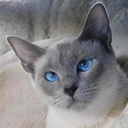 Old Style Siamese Kittens Available in 2025 in Buffalo, ny