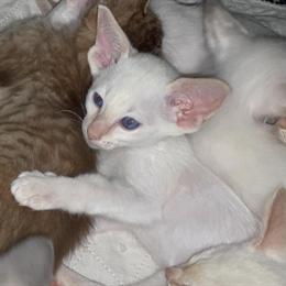 Siamese Kittens Available for Adoption in Buffalo, ny