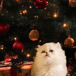 Persian Kittens Available for Loving Homes in Denver, co