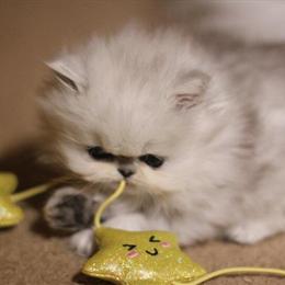 Persian Kittens in Shaded Silver Available in Denver, co
