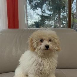 Maltipoo Puppy - Friendly and Potty Trained in Federal Way, wa