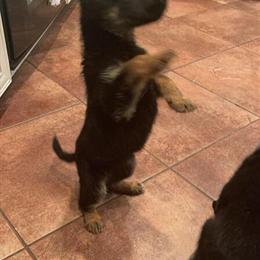 8 Week Old German Shepherd Puppies Looking for a New Home in Detroit, mi