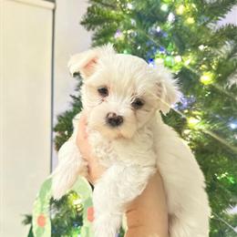 Maltese Puppies Available in Cincinnati, oh