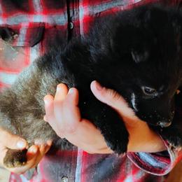 German Shepherd Puppy Available in Lynchburg, va