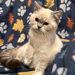Himalayan Kittens from Outstanding Breeding Lines in Lynchburg, va