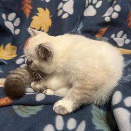 Exotic Shorthair Kittens Available in Lynchburg, va