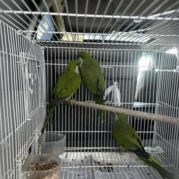 Quaker Monk Parrots Ready for Adoption in Detroit, mi