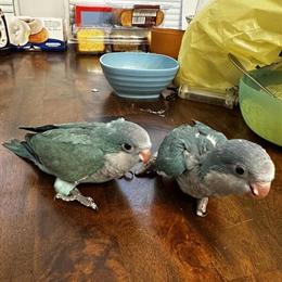 Blue Quaker Parrots for Sale in Detroit, mi