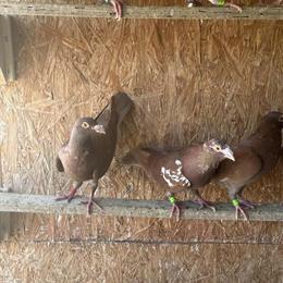 Homing Pigeons in Yellow and Red for Sale in Roseville, ca