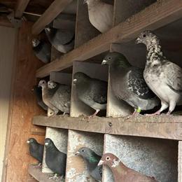 Homing Pigeons for Sale in Roseville, ca