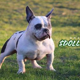 Micro for Stud - Ready for Service in Portage, mi