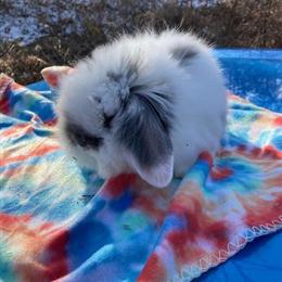 Lion Lop Bunnies for Adoption in Lebanon, nj