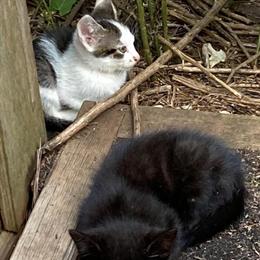 Kittens for Adoption - Long and Short Haired in Lebanon, nj
