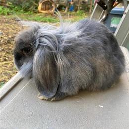 Blue Lion Lop Rabbit for Sale in Lebanon, nj