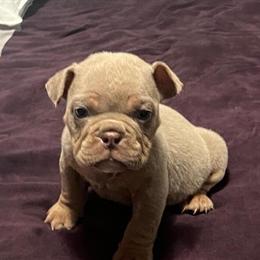 Micro Bully Male Lilac Tri for $3,000 in Erie, PA in Erie, pa