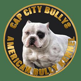 American Bully Adults and Puppies Available in Erie, pa