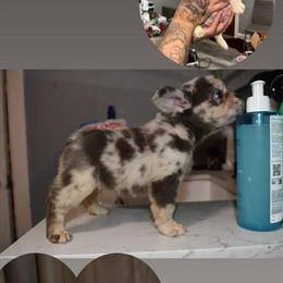 Merle Fluffy Female Dog in Philadelphia, pa