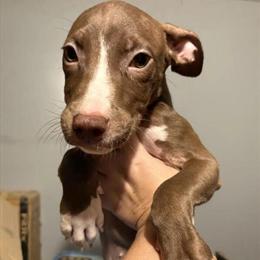 Pit Bull Puppies Available in Philadelphia, pa