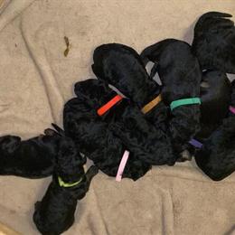 Shepadoodle Puppies Available in Louisville, ky