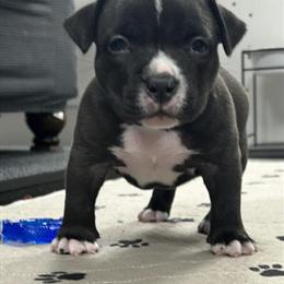 American Bully ABKC Puppy Available in Stow, oh