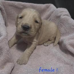 AKC Golden Retrievers Available in Lancaster, OH in Lancaster, oh