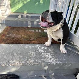 American Bully from Hog$Tide Kennel in Richmond, va