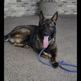 German Shepherd Puppies Available for Adoption in Clearwater, mn