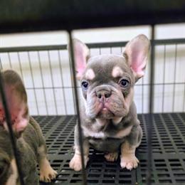 French Bulldog Puppies Ready for Forever Homes in Richmond, va