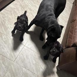 Cane Corso Puppies from Champion Bloodline in Richmond, va