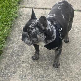 French Bulldog Female - Bella Lilac Blue Merle in Frederick, md
