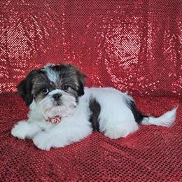 Shih Tzu Female Ready for New Home in Belleview, fl