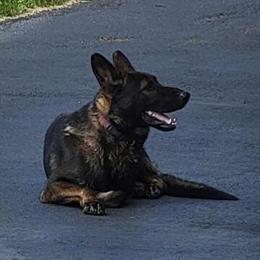 German Shepherd Puppies Available for New Homes in Clearwater, mn