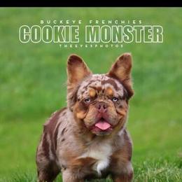 French Bulldog Pups for Sale in Columbus, OH in Columbus, oh