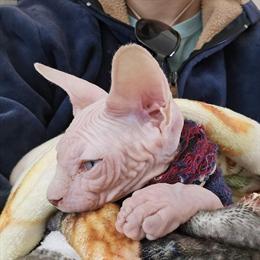 Male Sphynx Kitten Available in Belfast, ny