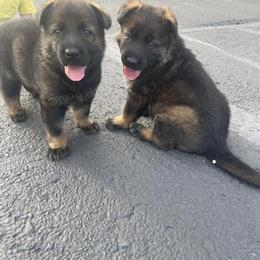 German Shepherd Available - AKC Dark Sable in Clearwater, mn