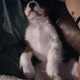 Cavalier King Charles Spaniel Puppy - AKC Registered in Belfast, ny