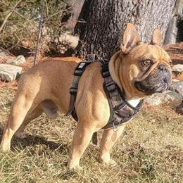 French Bulldog Studs Ready for Breeding in Howell, mi