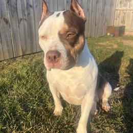 1 Year Old Female Bully for Rehoming in Pensacola, fl
